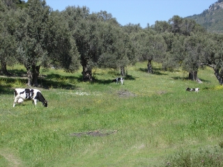 Cows grazing in spring