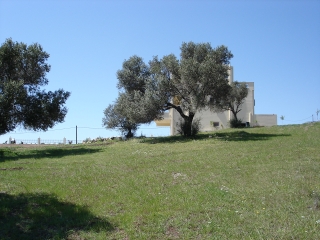 The villa from the olive grove