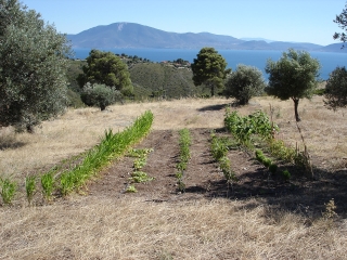 Vegetable Garden