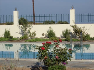 The plants around the pool