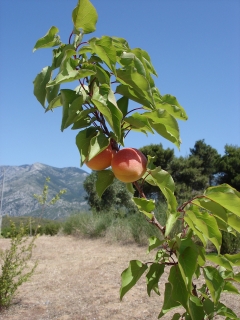 Apricots